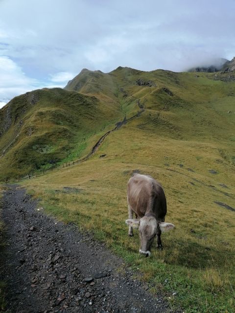 Man sieht eine Kug neben dem Wanderweg.