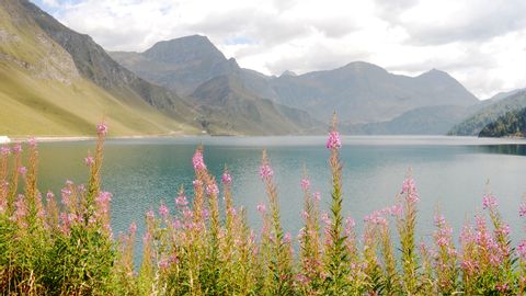 Wildflowers with lake panorama in Scuol.