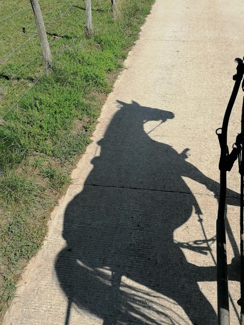 Schatten von Héroïque dem Planwagenpferd im Jura.