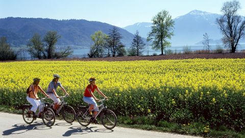 Three cyclists ride on a tarmac road in front of a rapeseed field with small mountains in the background.