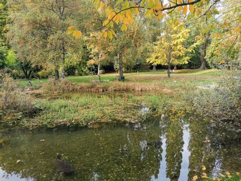 Ein Park mit Bäumen und einem Teich. Die Blätter sind herbstlich Gelb und es herrscht eine friedliche Stimmung. 