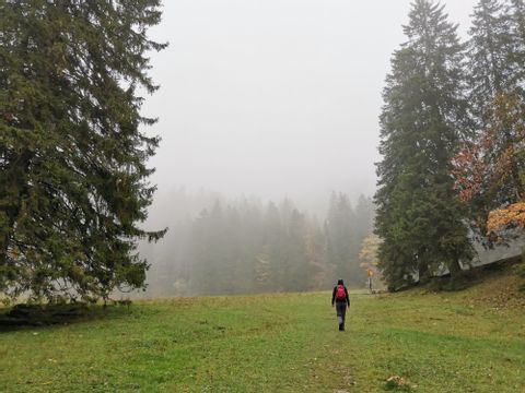 Eine Frau wandert über eine grüne Wiese zwischen Bäumen im Nebel hindurch. 