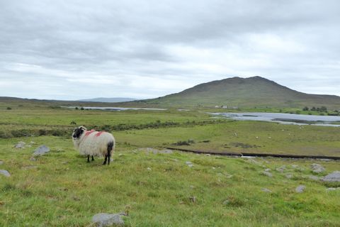Sheeps while hiking in Ireland