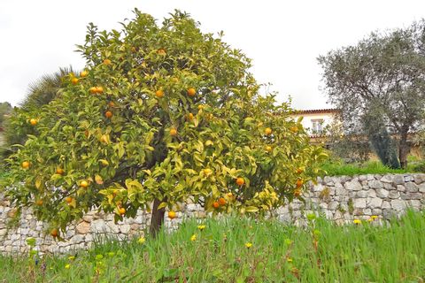 Obstbäume mit regionalen Früchten neben Wanderwegen
