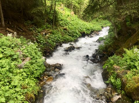 Blick auf einen reissenden Bach im Wald