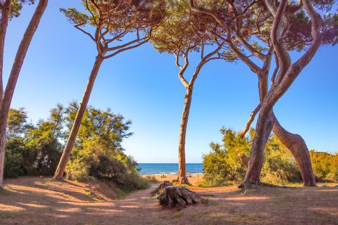 Pine trees in the bay of Baratti