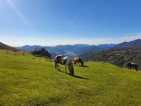 3 Pferde am grasen auf einer Bergwiese mit Bergen im Hintergrund und stahlend blauem, wolkenlosen Himmel.