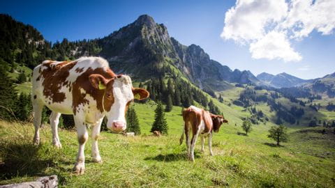 Kühe weiden im idyllischen Fribourg vor einem Bergpanorama. 