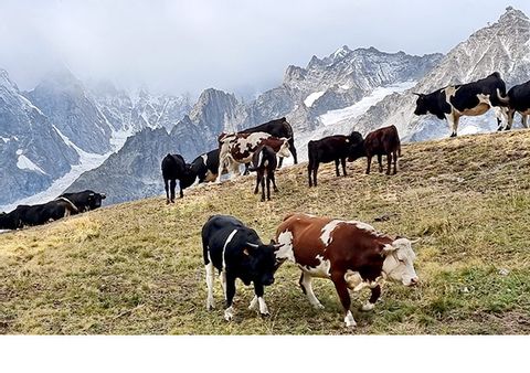 Was wären Alpen ohne Kühe?