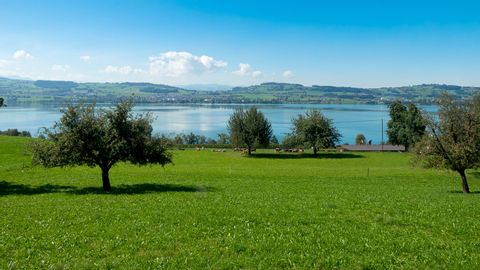 Hinter einer grünen Wiese, auf der vereinzelte Bäume stehen, ist das Ufer des Sempachersees zu sehen. Am Horizont eine Hügellandschaft unter dem Strahlend blauen Sommerhimmel. Wanderferien mit Eurotrek.