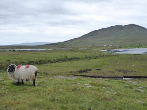 Schaf in der Natur