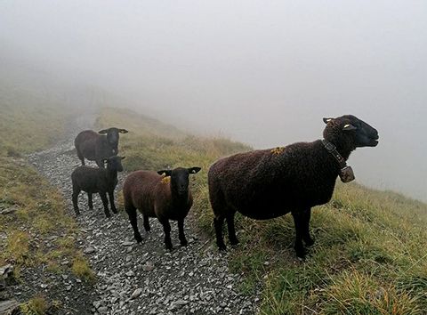 Tierische Abwechslung im Nebel. 