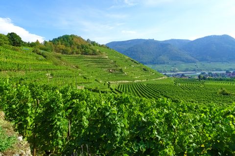 Panoramablick über die Weinberge in der Wachau