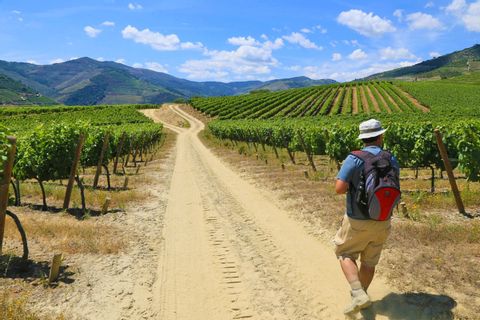 Wanderer inmitten der grünen Weinreben im Douro-Tal
