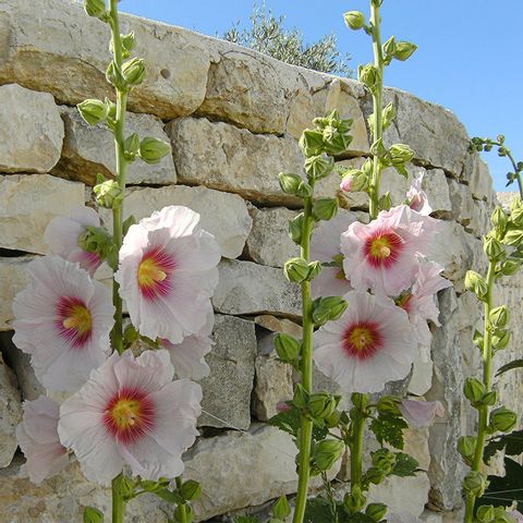 Steinmauer mit Blumen