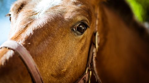 Nahaufnahme vom Kopf eines braunen Pferdes. Der Fokus richtet sich auf das Auge des Pferdes.