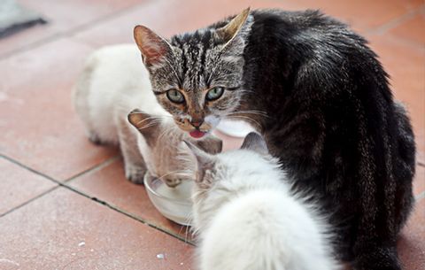 Trois petits chats boivent dans un bol en verre.