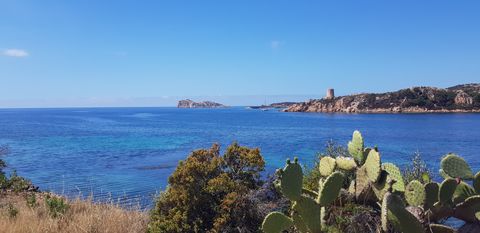Seeaussicht in Sardinien mit Kakteen im Vordergrund