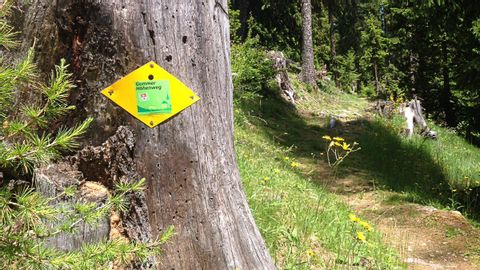Ein dicker Baum an einem Wanderweg mit einem gelben Schild auf dem Gommer Höhenweg steht.