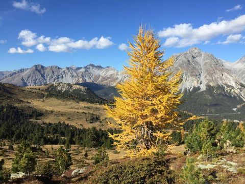 Ein grosser gelber Tannenbaum steht vor einem herbstlichen Wald und Bergpanorama.