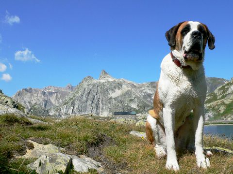 Ein Bernhardiner Hund, sitzend, vorne auf dem Bild. Hinter ihm sein Revier, die Berge.