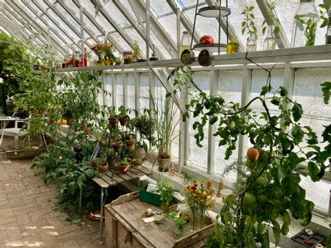 Sicht auf Kräuter und Gemüse im Gewächshaus von Sofiero