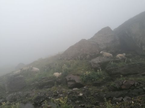 Einige Schafe sitzen unter nassen Steinen in dichtem Nebel. 
