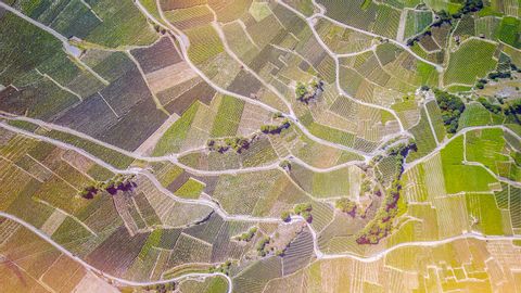 Satelitenbild. Viele Weinbergeparzellen dazwischen einzelne Bäume im Kanton Wallis 