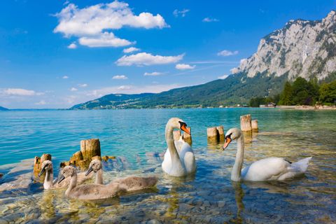 Swans on the turquoise Attersee