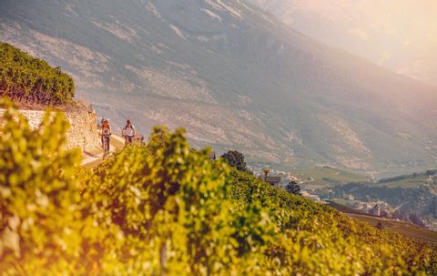 Vignobles dans la vallée du Rhône. Chemin de vignoble. Vacances à vélo avec Eurotrek.