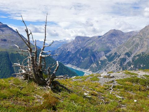 Ein abgestorbener Baum steht an einem Hang auf der Alp La Schera im Kanton Graubünden.