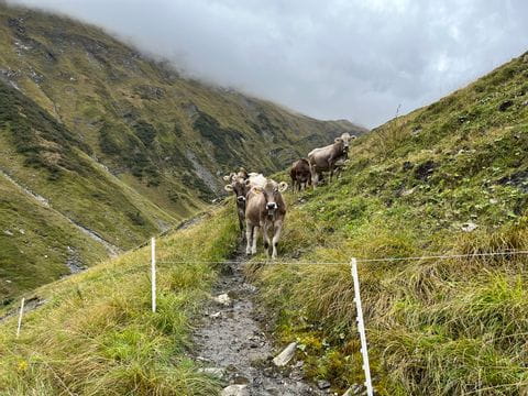 Kühe stehen auf dem Wanderweg auf dem Weg zum Pass Diesrut auf dem Alpenpässweg. 
