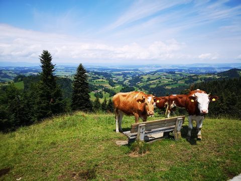 Mehrere Kühe stehen an einem Aussichtspunkt im Entlebuch.