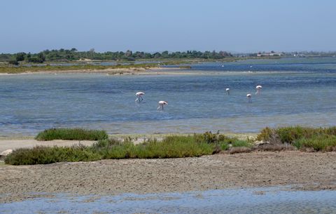 Viele Flamingos stehen in einem flachen Gewässer auf Sardinien.