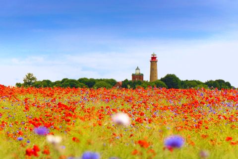 Blick auf ein Mohnblumenfeld am Wanderweg auf Rügen