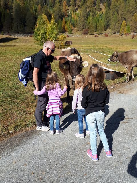 Ein Vater streichelt mit seinen drei Mädels eine freilaufende, braune Kuh am Strassenrand.