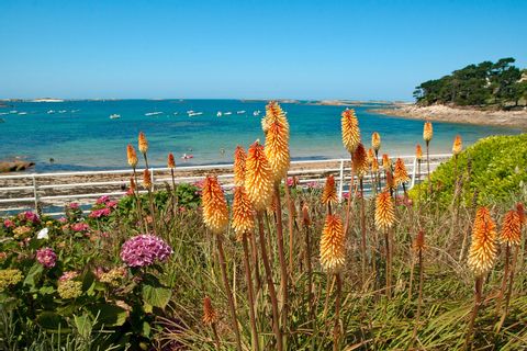 Panoramic view of the beach with flowers