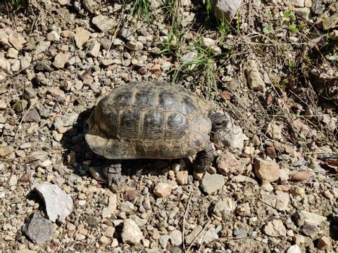Eine Schildkröte auf dem Steinboden mitten auf dem Wanderweg 