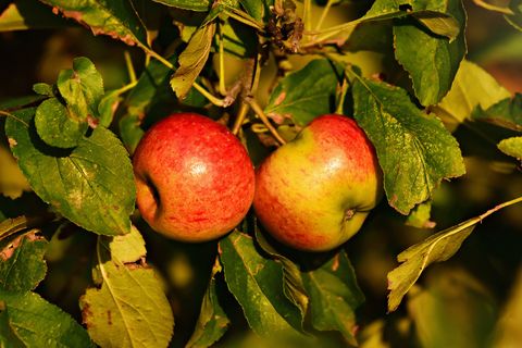 zwei Äpfel an einem Apfelbaum