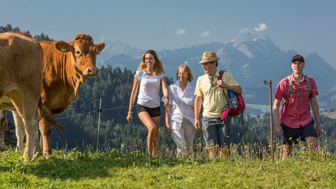 Vier Personen wandern durch eine Kuhwiese auf dem Alpenpanoramaweg.