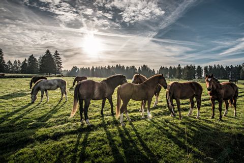 L'Ajoie abrite de nombreux chevaux.