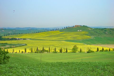 Toskanische Landschaft mit gelben Blumen