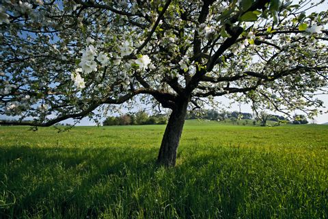 Ein Kirschblütenbaum im Vordergrund mit einer saftigen grünen Wiese im Hintergrund. 