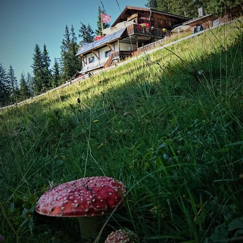 Pilze in den Bergen Graubündens.