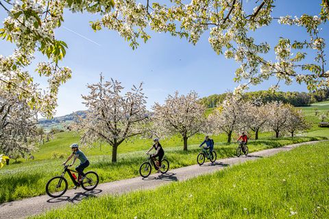 Four cyclists ride one behind the other on a country road amidst blossoming apple trees. 