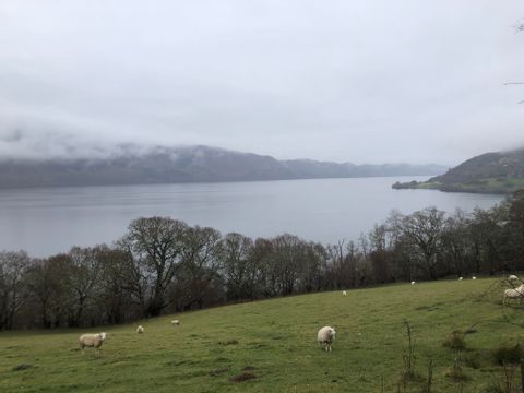 Blick auf eine grüne Wiese mit Schafen und mit See im Hintergrund.