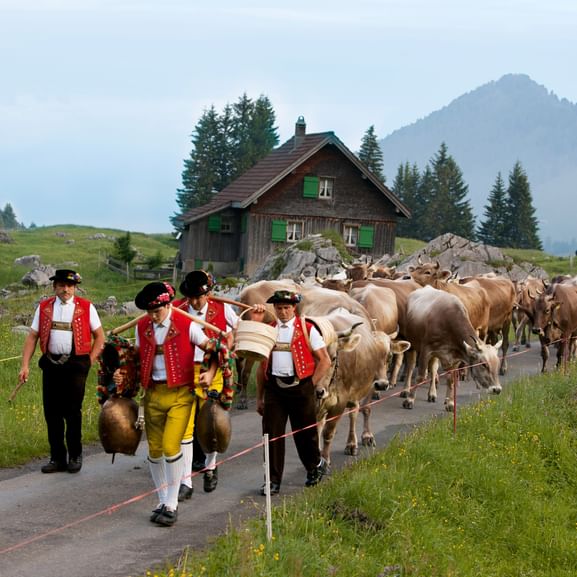 Der klassiche Alpabzug in der Ostschweiz.