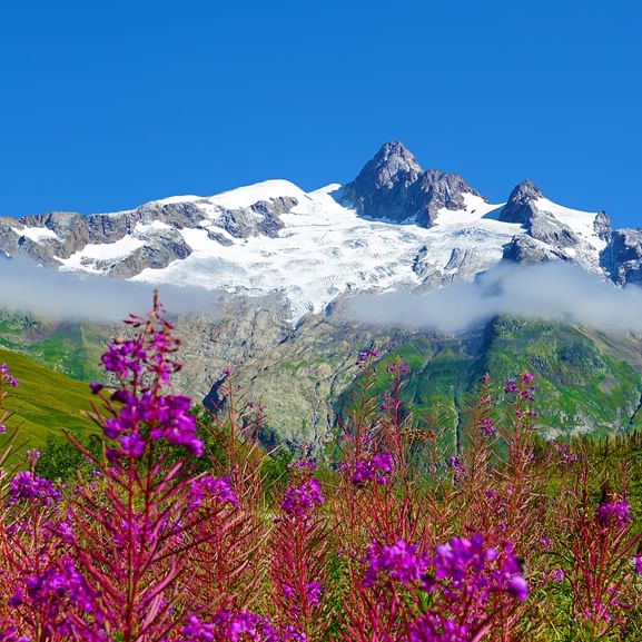 Blumenpracht in der Mont Blanc Region