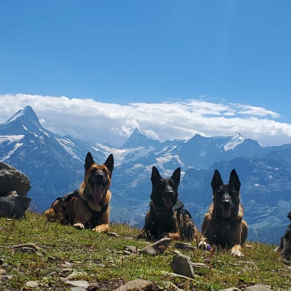4 Hunde posieren liegend auf einer Wiese auf einem Berg vor einem Bergpanorama der Berner Alpen.