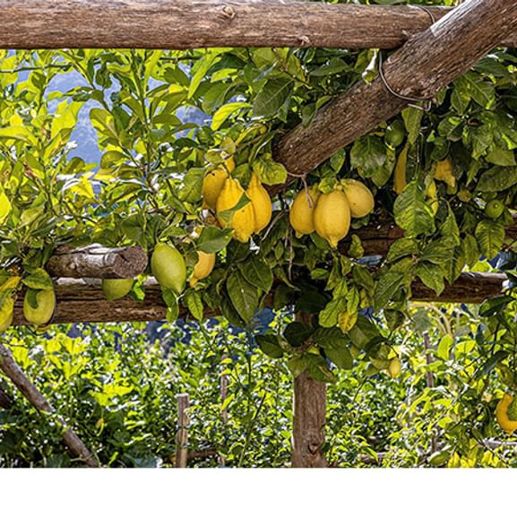 Reife Zitronen im Süden von Sizilien.